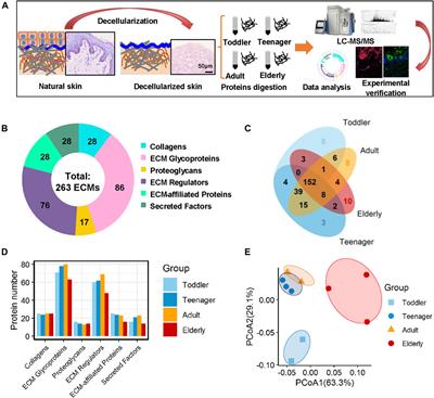 Time-Resolved Extracellular Matrix Atlas of the Developing Human Skin Dermis